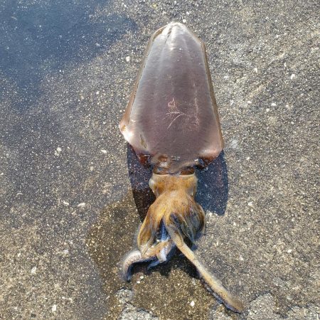 春アオリイカ狙い