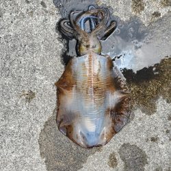 春アオリイカ狙い