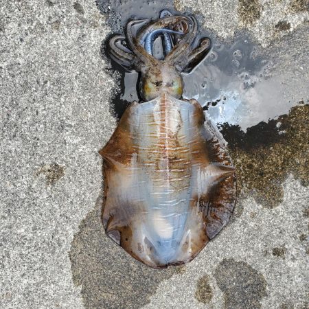 春アオリイカ狙い