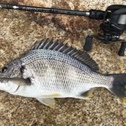 湾奥マルチヒット