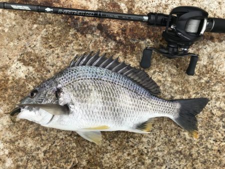 湾奥マルチヒット