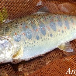 引原川本流、幅広アマゴの季節!