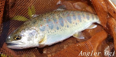 引原川本流、幅広アマゴの季節!