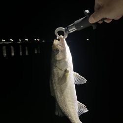 明暗のシーバス釣り