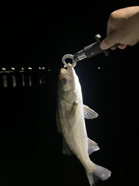 明暗のシーバス釣り