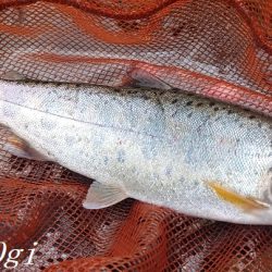 雨後はやっぱり高活性!良型入れ食い!