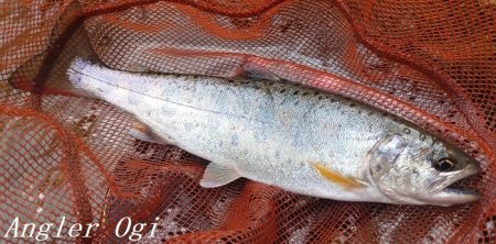 雨後はやっぱり高活性!良型入れ食い!