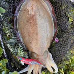 春イカエギング