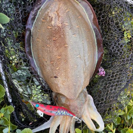 春イカエギング