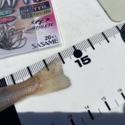 シロギスタの続、渋釣行