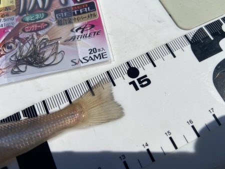 シロギスタの続、渋釣行