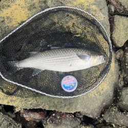 ナレージジャークでまさかのあの魚