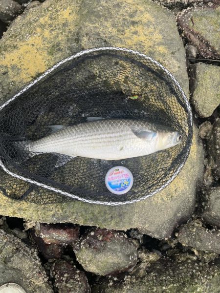 ナレージジャークでまさかのあの魚