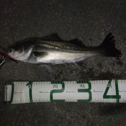 何とかボウズ逃れ