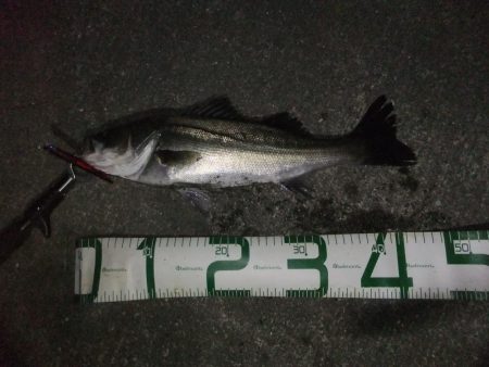 何とかボウズ逃れ