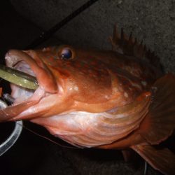 シーズン初アコウ