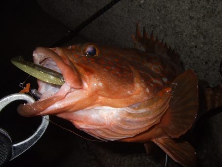 シーズン初アコウ