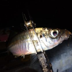 今夜もダメ元でアジング