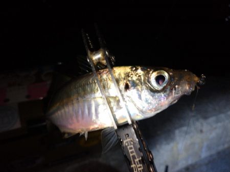 今夜もダメ元でアジング