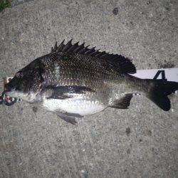 朝・夕マズメ釣行