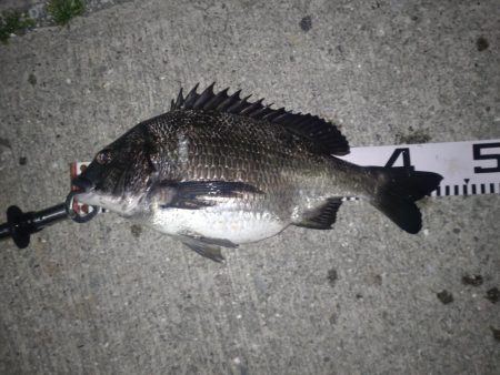 朝・夕マズメ釣行