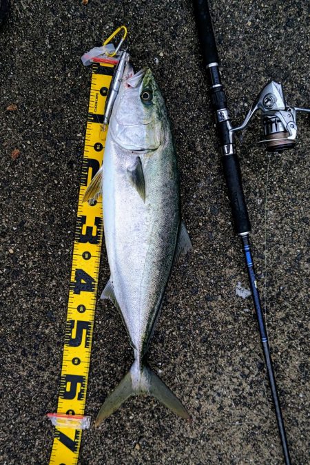 セットアッパーでメジロ2発