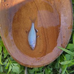 武庫川水系でタナゴ釣り