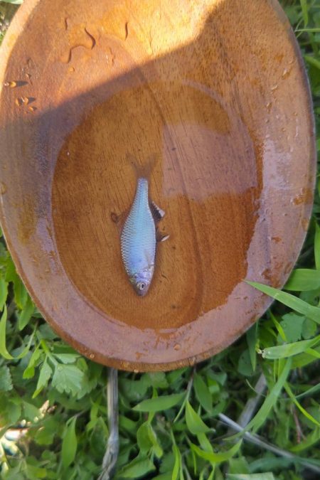 武庫川水系でタナゴ釣り