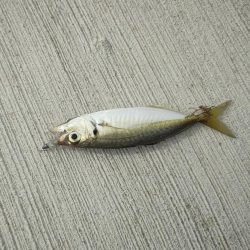 ムラチェで春イカ