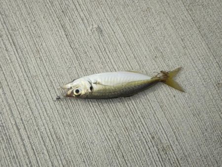 ムラチェで春イカ