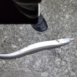 一晩ぶっこみ釣り