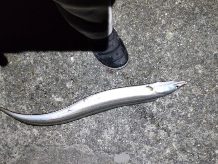 一晩ぶっこみ釣り