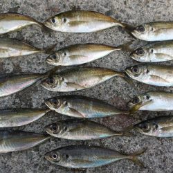 中アジ来たかなっと思ったらメバルでした～!