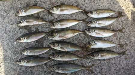 中アジ来たかなっと思ったらメバルでした～!