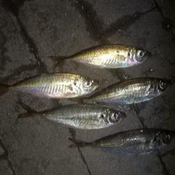 ノー残業デーだったので！