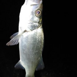 メバルの気配無し