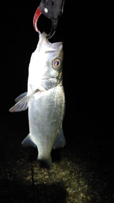 メバルの気配無し