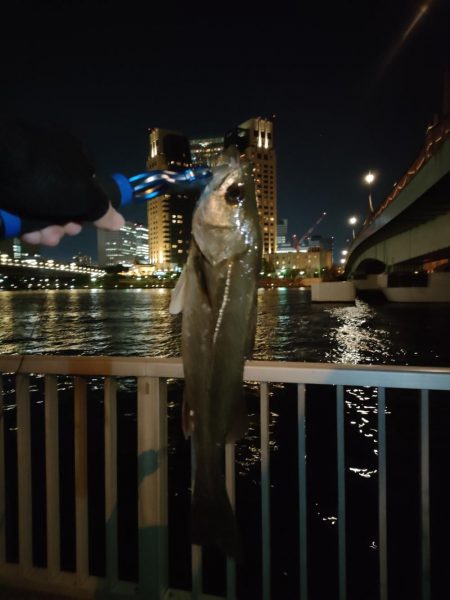 連続で釣れたのはうれしかった!