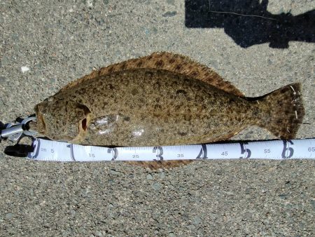 アオリ、ガシラ狙いのはずがまさかの