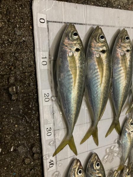 ボートアジング