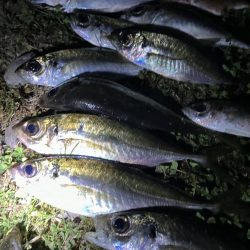 煙樹ヶ浜5月3日ゴールデンウィーク、アジ、へダイ