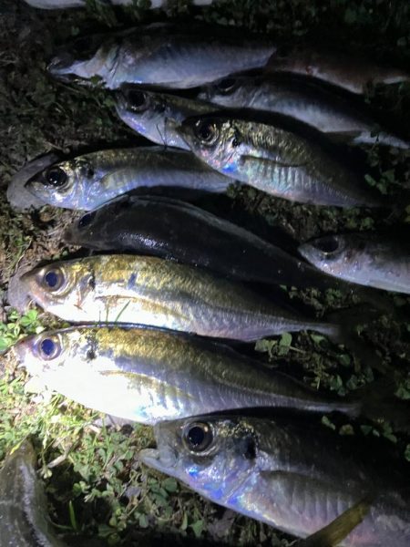 煙樹ヶ浜5月３日ゴールデンウィーク、アジ、…