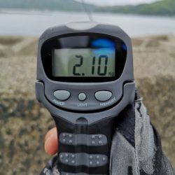 アオリを求めて