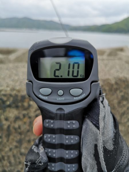 アオリを求めて