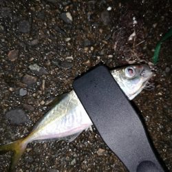 フラットフィッシュ