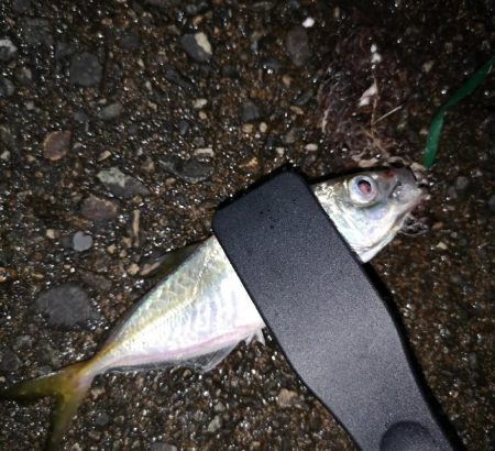 フラットフィッシュ