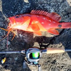 美味しい根魚とエソ