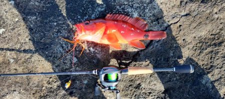 美味しい根魚とエソ