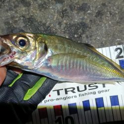 2024/05/04 南港ライトゲーム釣行