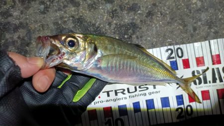 2024/05/04 南港ライトゲーム釣行